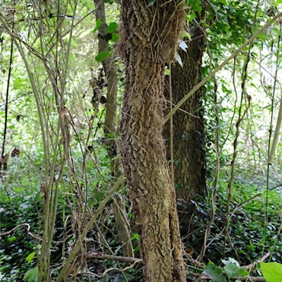 Ivy Gapping
