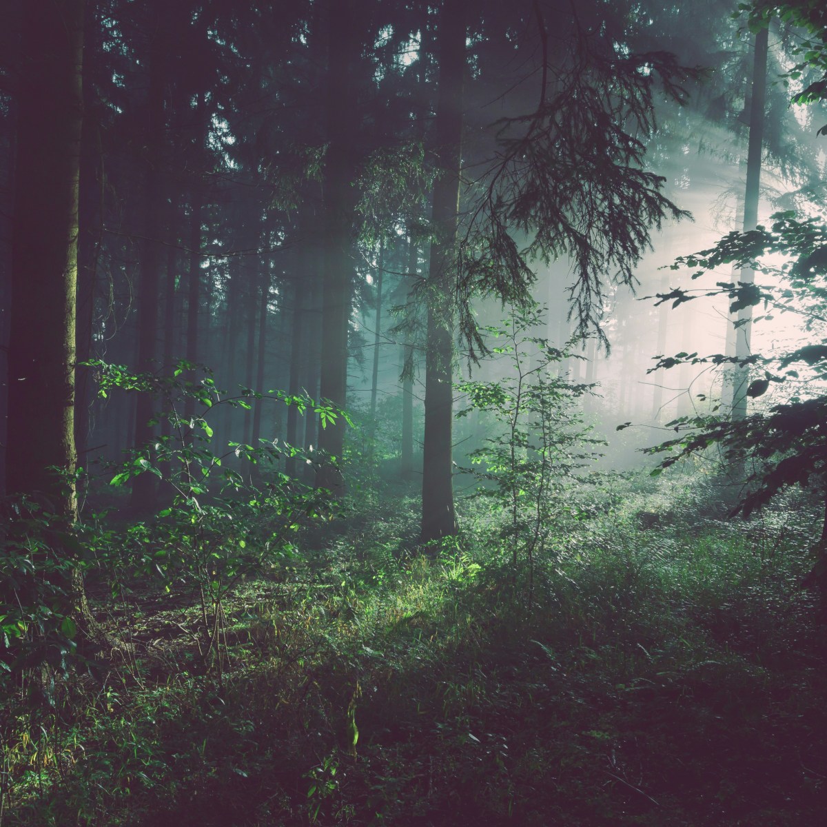 Forest Management Plan