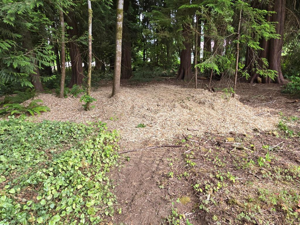 Chips left from large maple tree that had been trimmed.