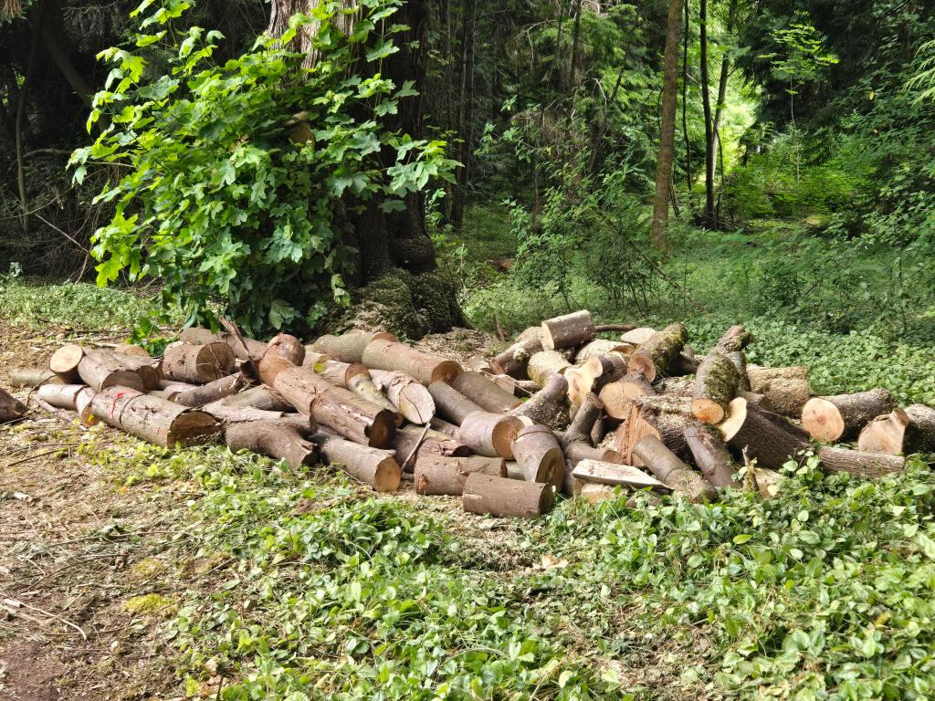 Wood left from large maple tree that had been trimmed.