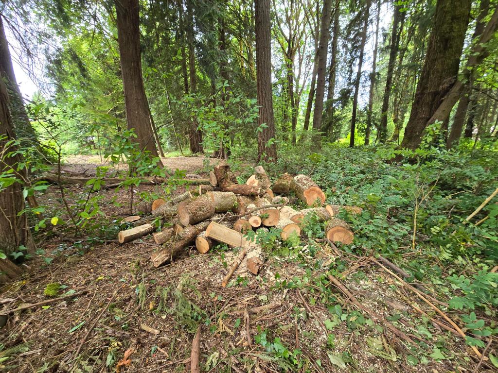 Wood left from large maple tree that had been trimmed.