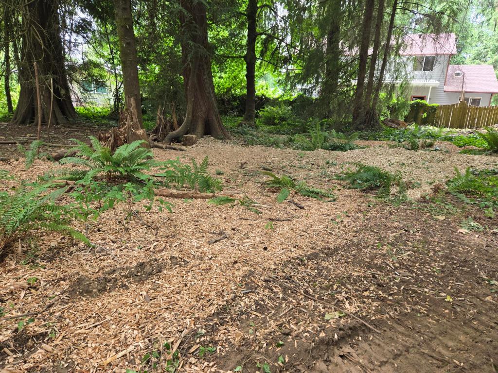 Chips left from large maple tree that had been trimmed.