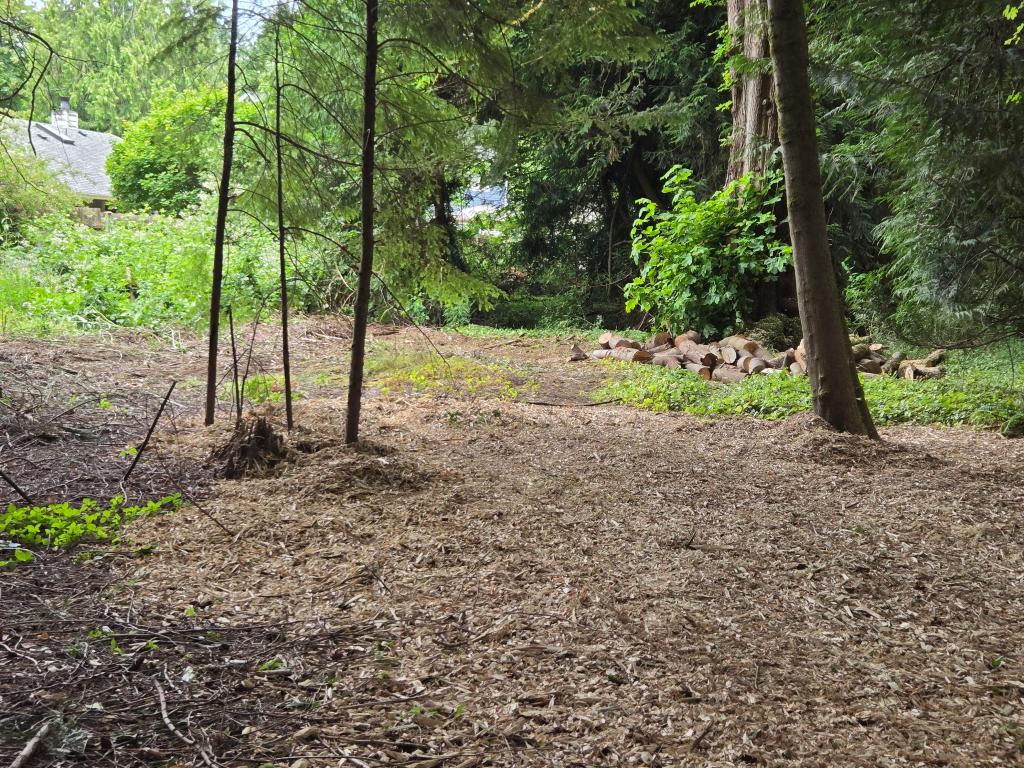 Chips left from large maple tree that had been trimmed.